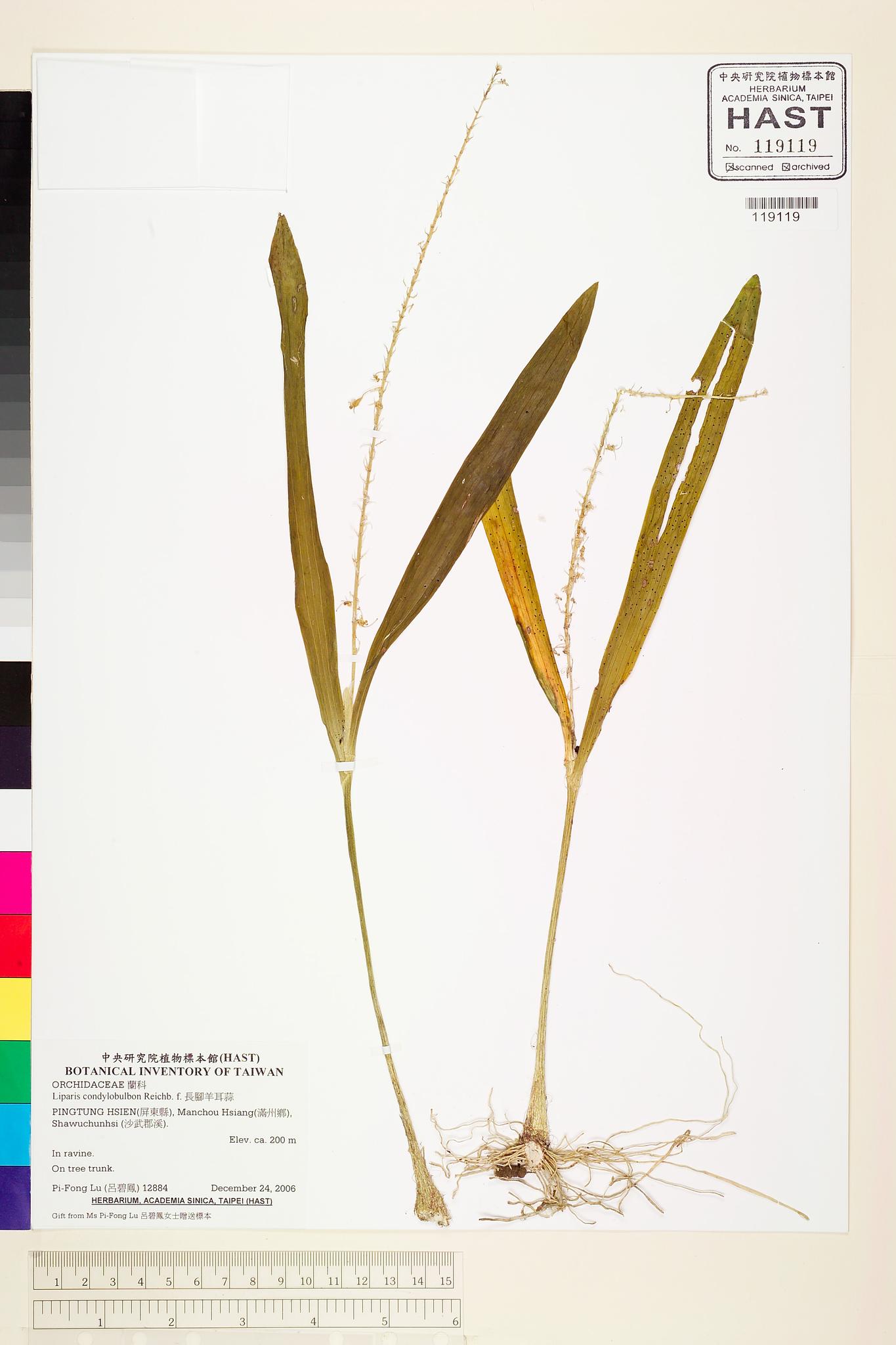 Sample image for viewer