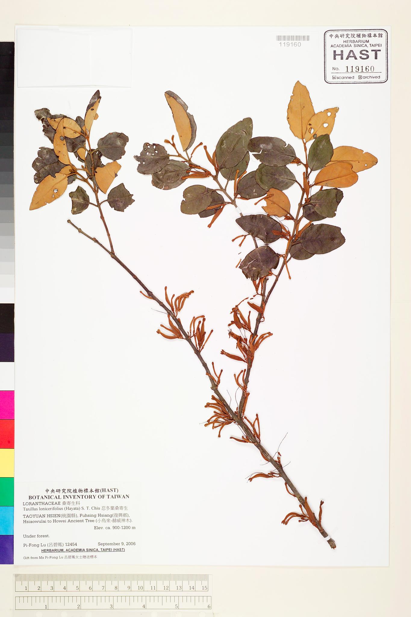 Sample image for viewer