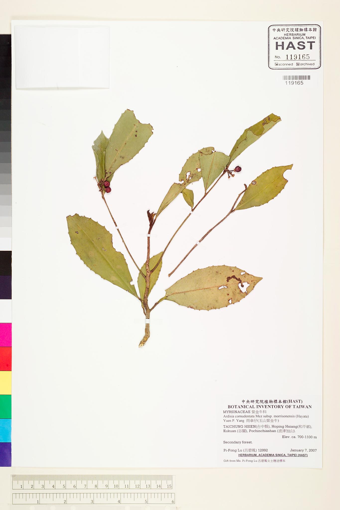 Sample image for viewer