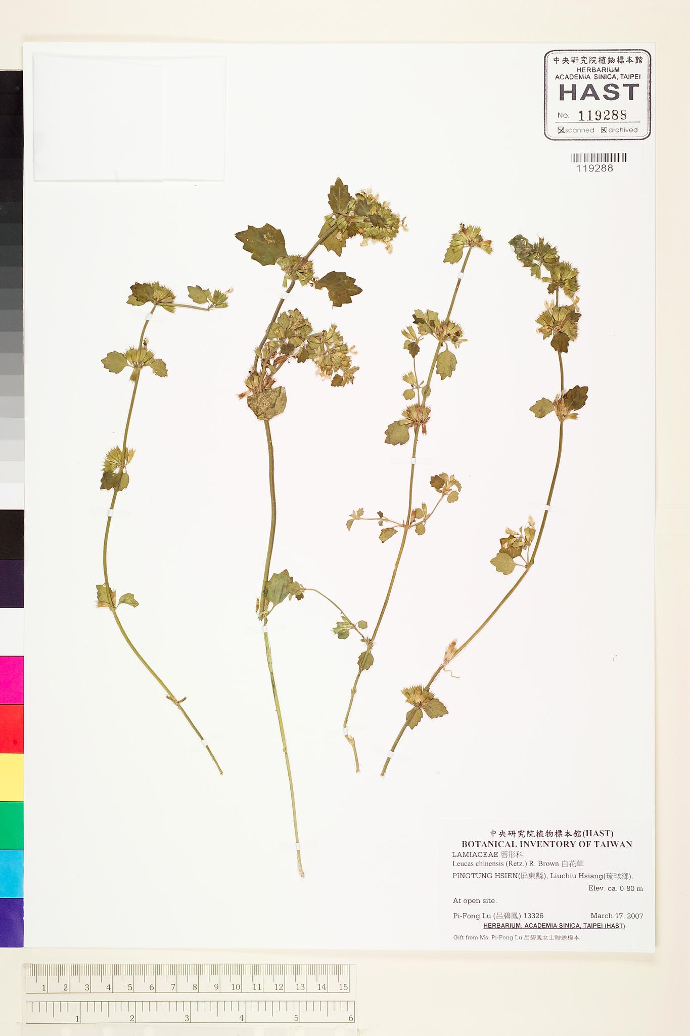 Sample image for viewer