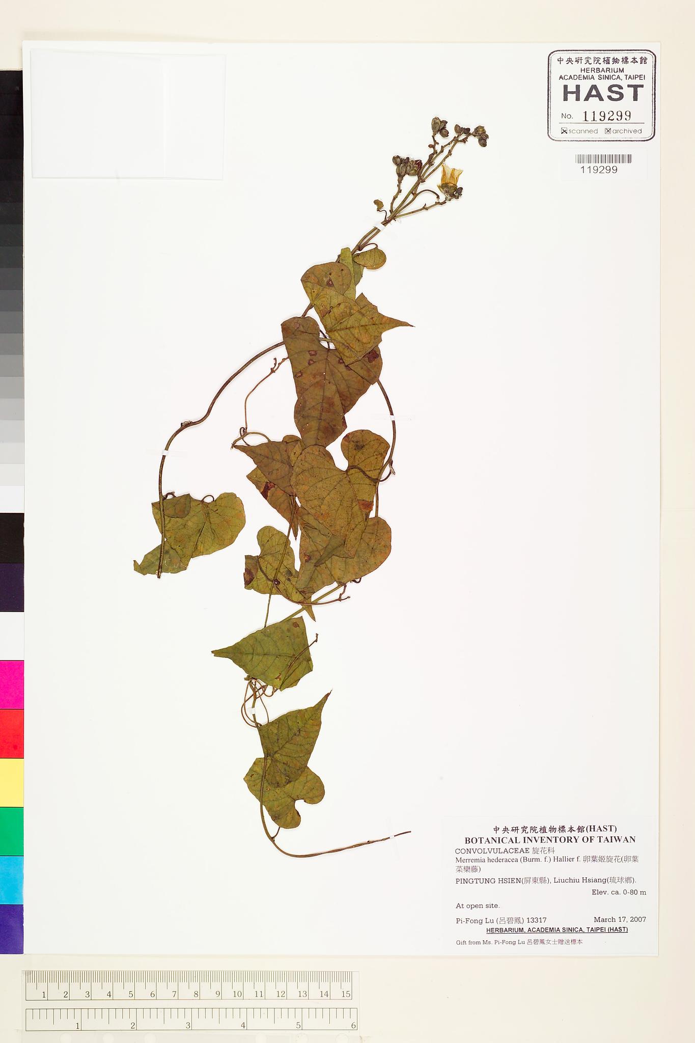 Sample image for viewer