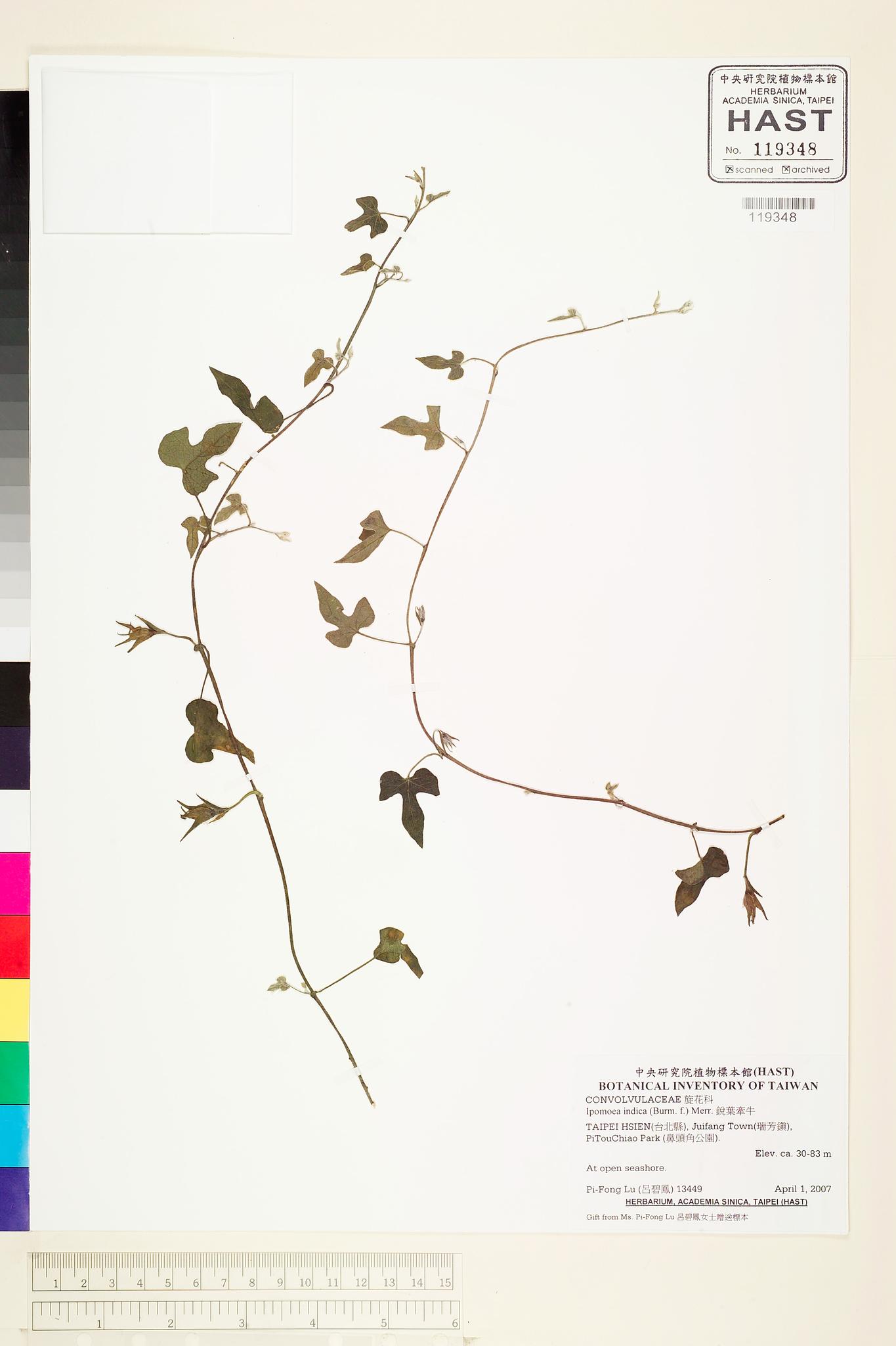 Sample image for viewer