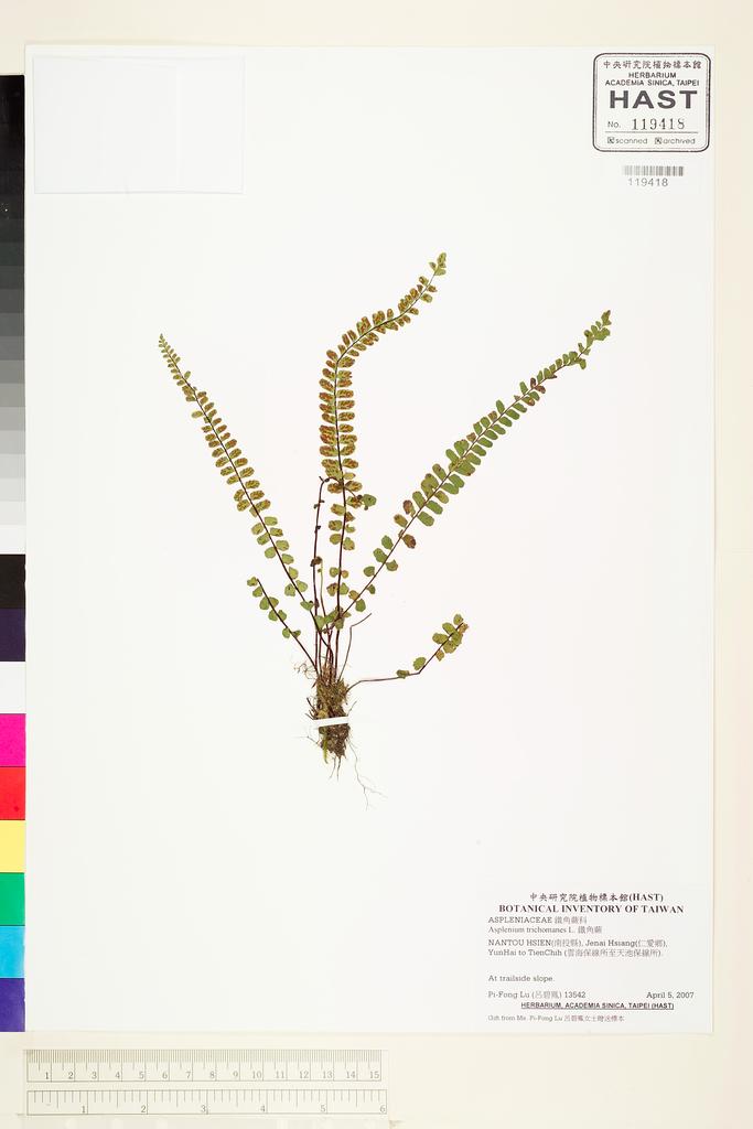 <Unit #76369 Lu, Pi-Fong | 呂碧鳳 | 13542:: | Asplenium trichomanes L.>