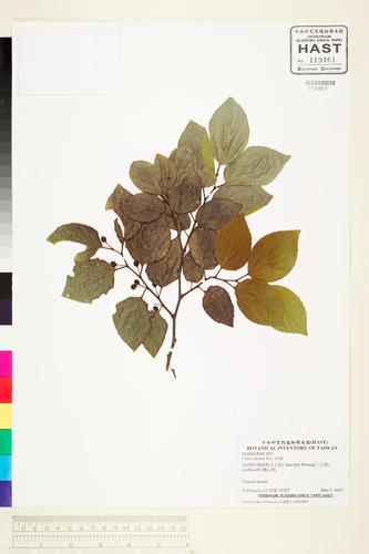 Celtis sinensis Pers.