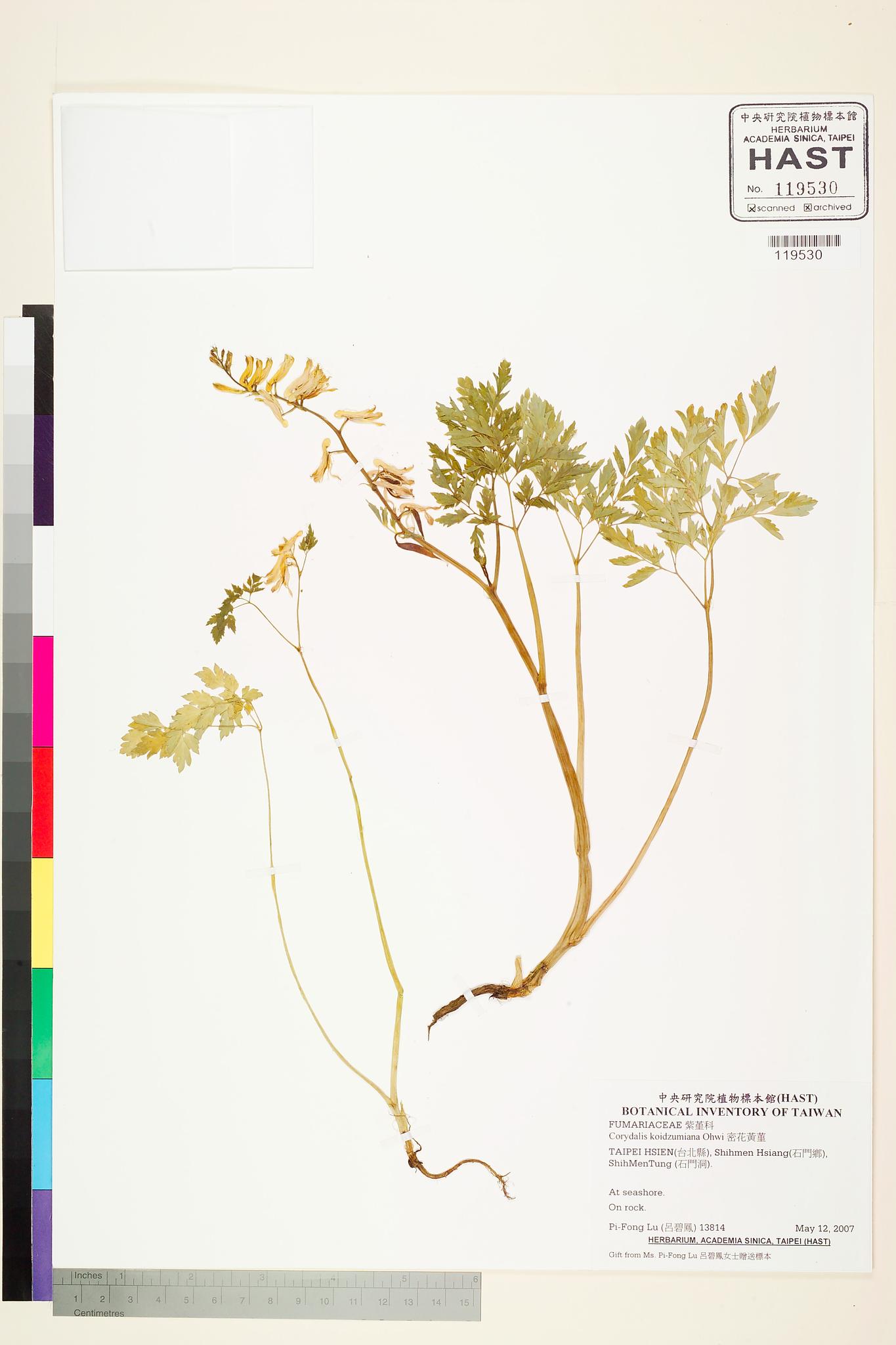 Sample image for viewer