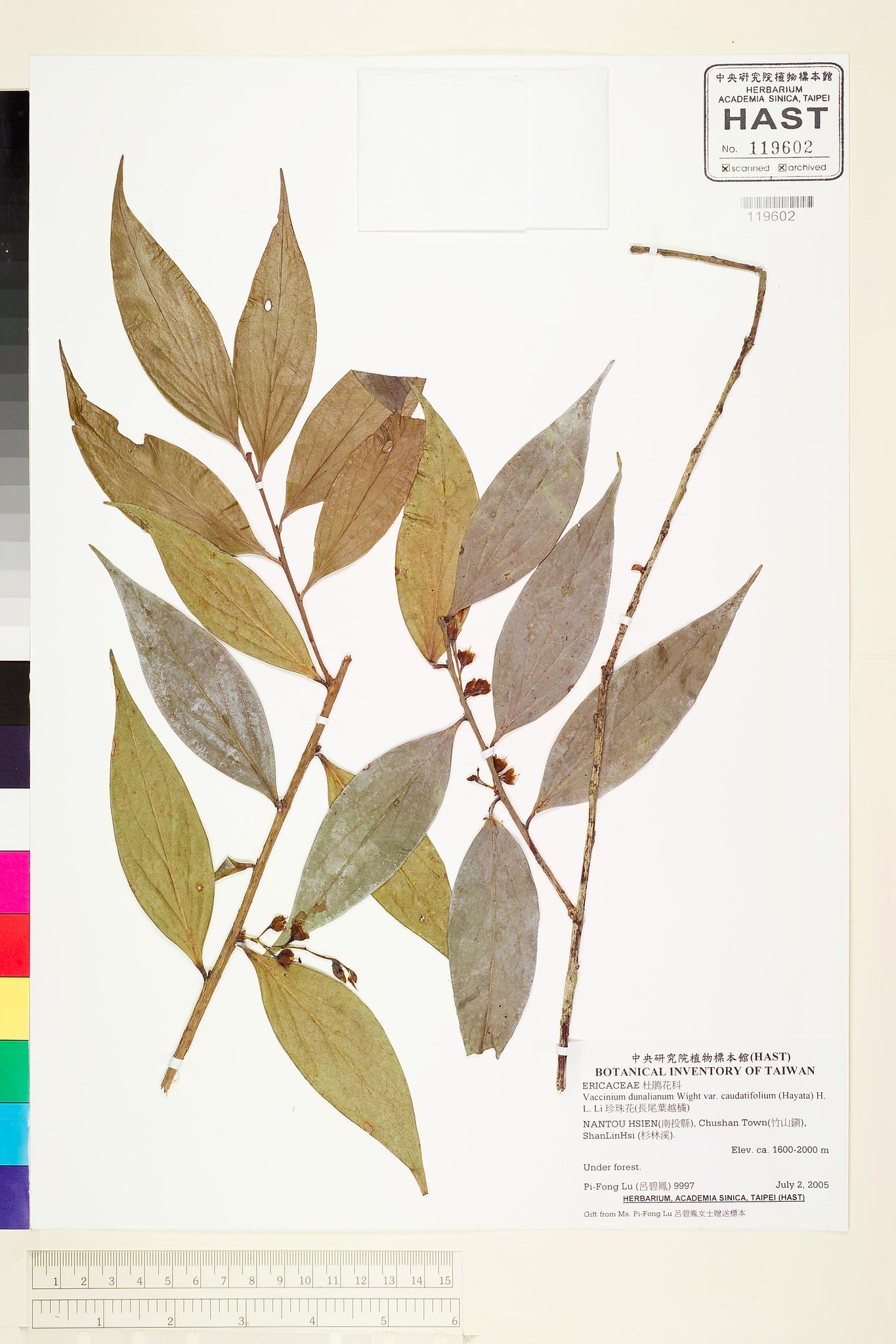 Sample image for viewer