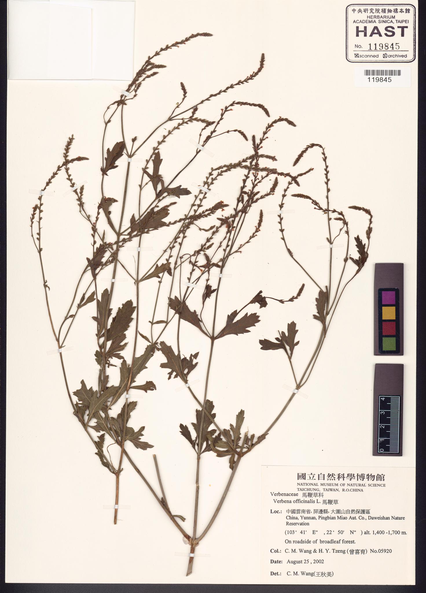 Sample image for viewer