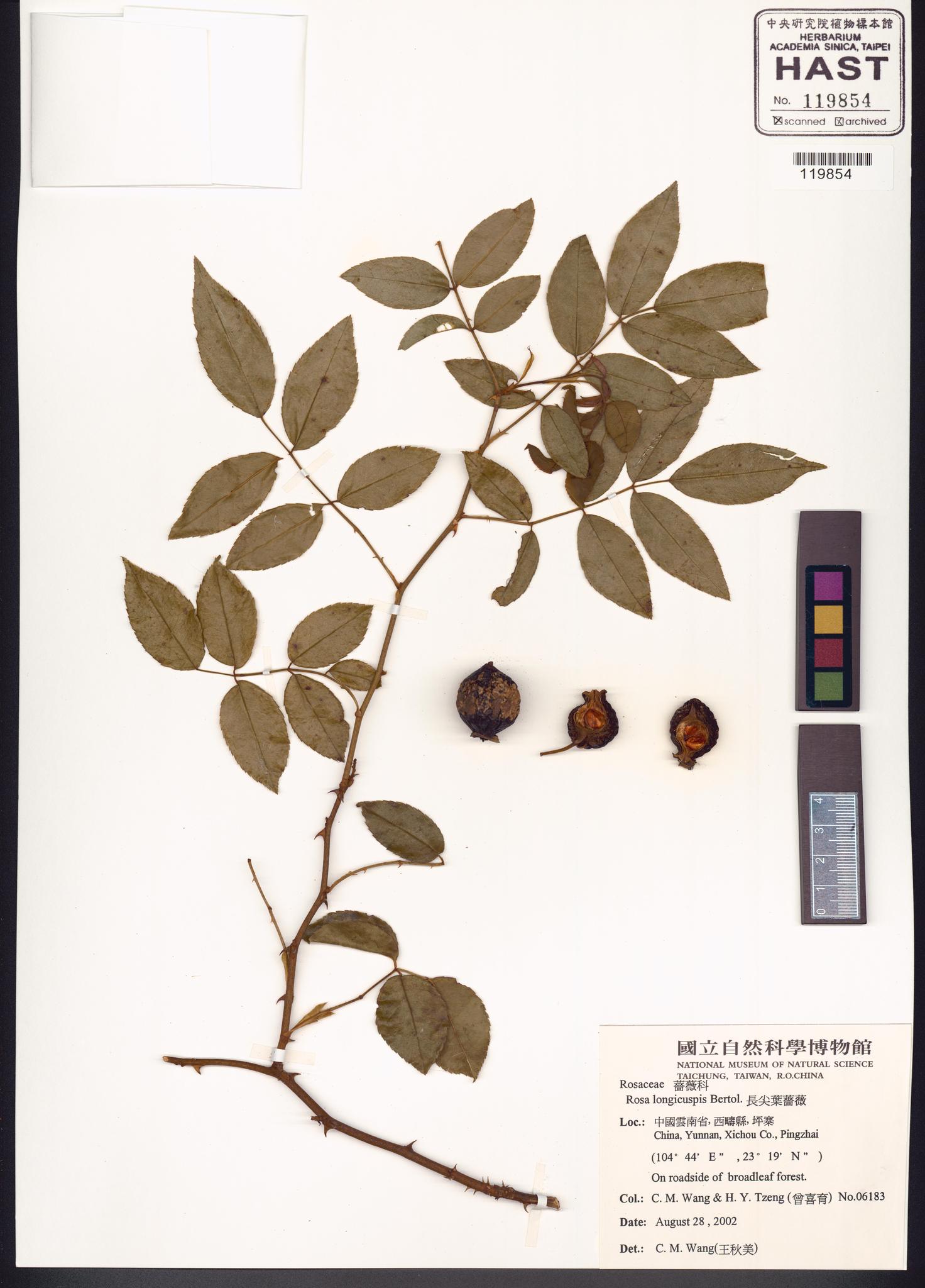 Sample image for viewer