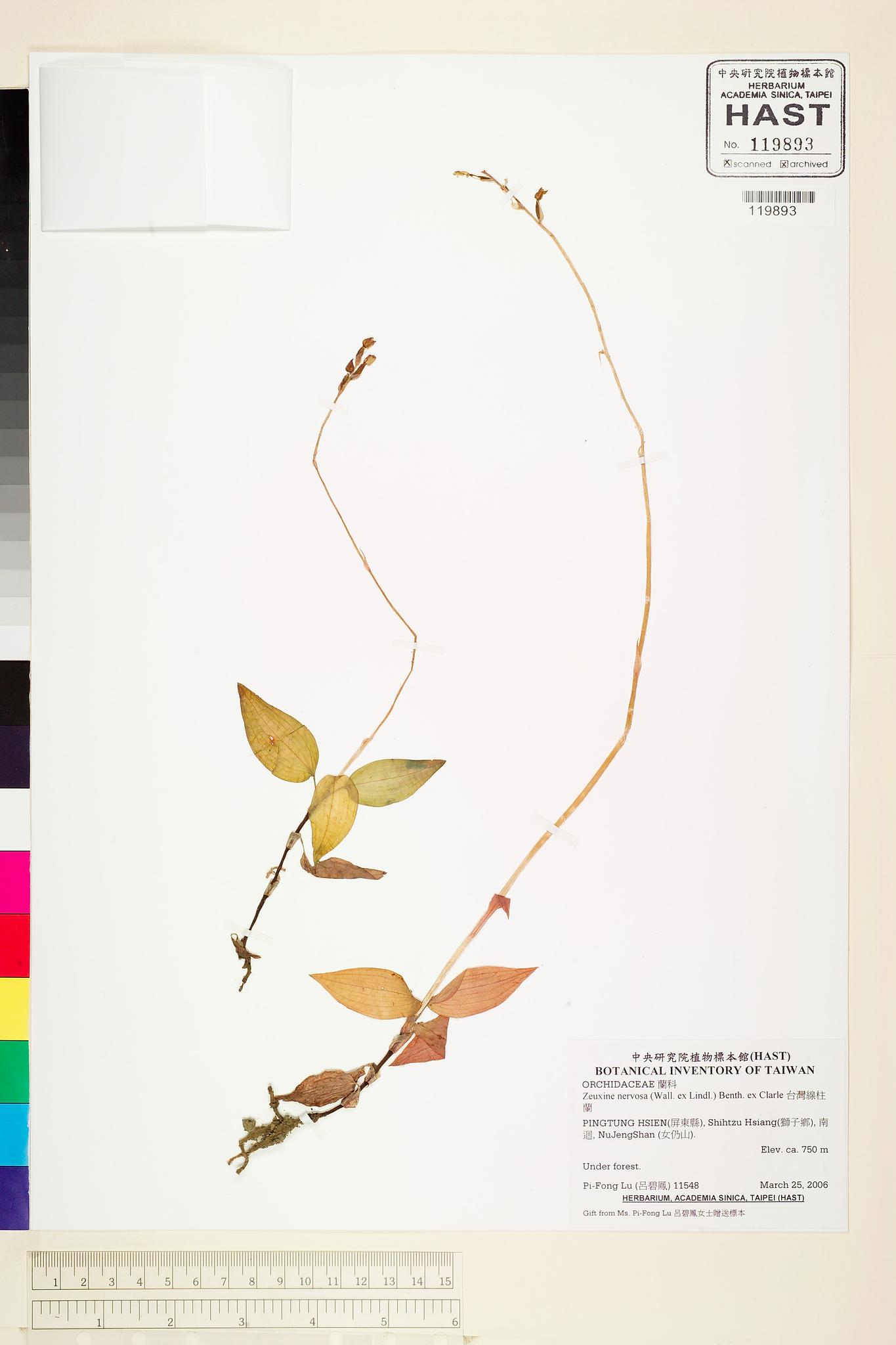 Sample image for viewer