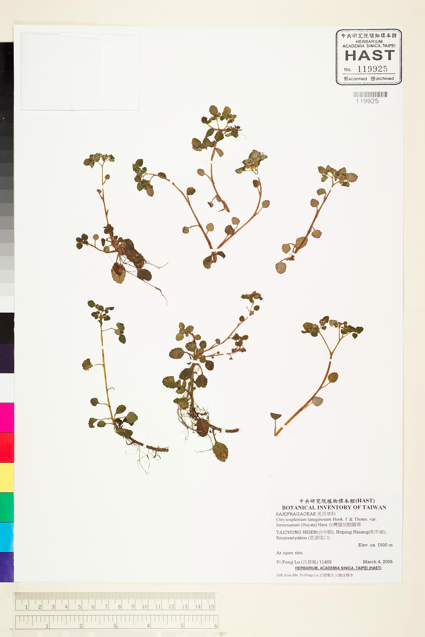 Sample image for viewer