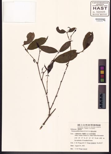 Damnacanthus henryi (Damnacanthus henryi)