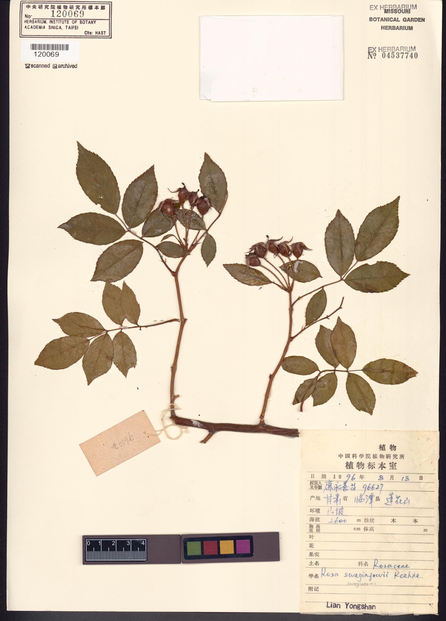 Sample image for viewer