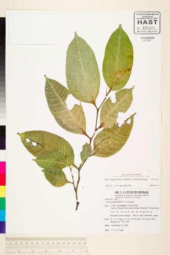 Ficus virgata Reinw. ex Bl.