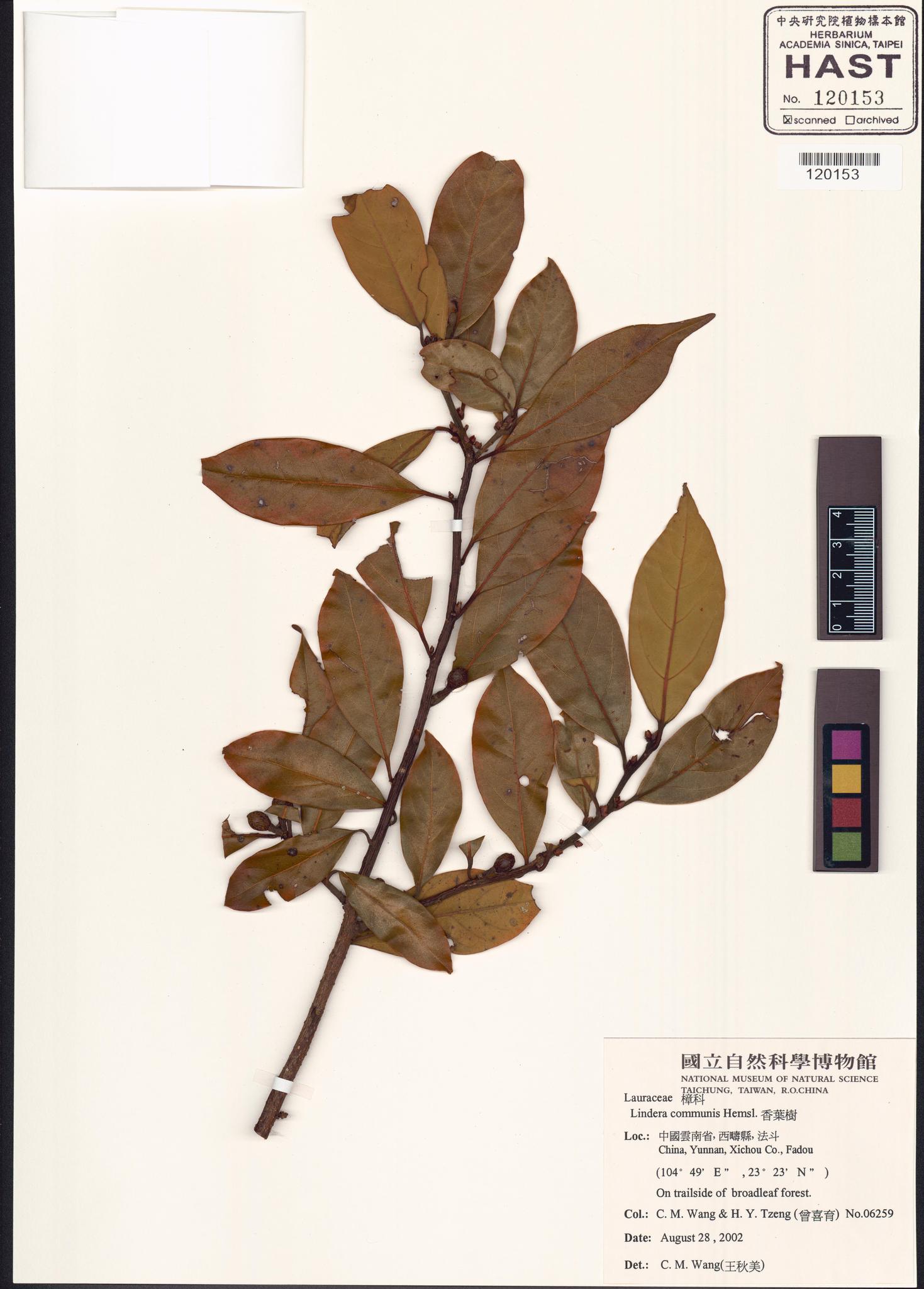 Sample image for viewer