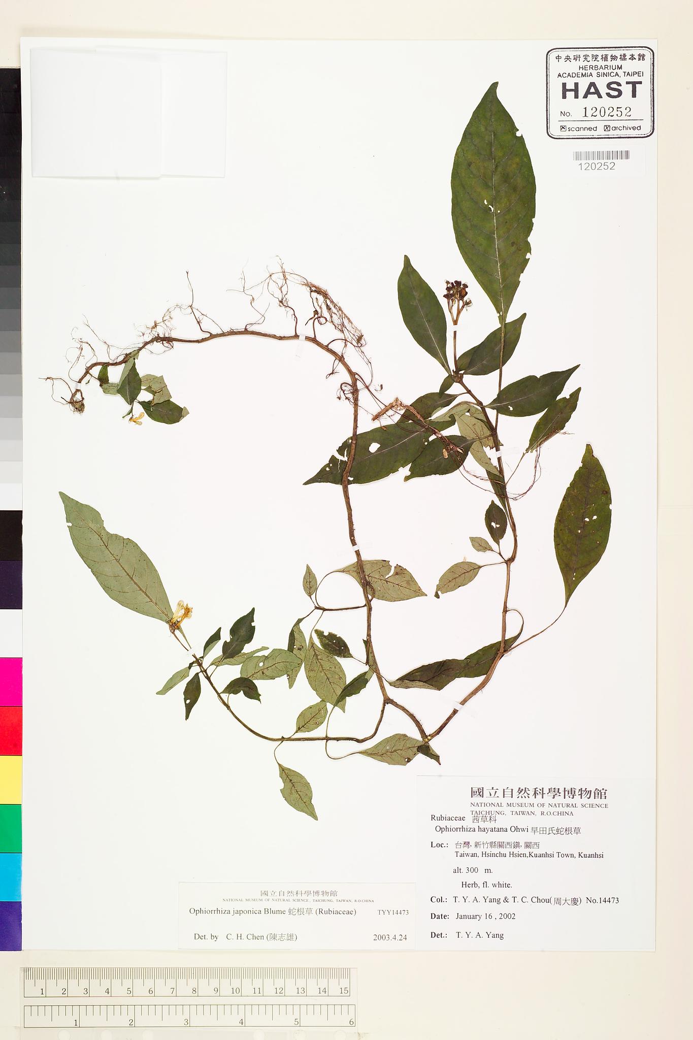 Sample image for viewer