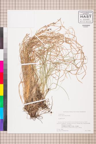 Carex lanceolata Boott