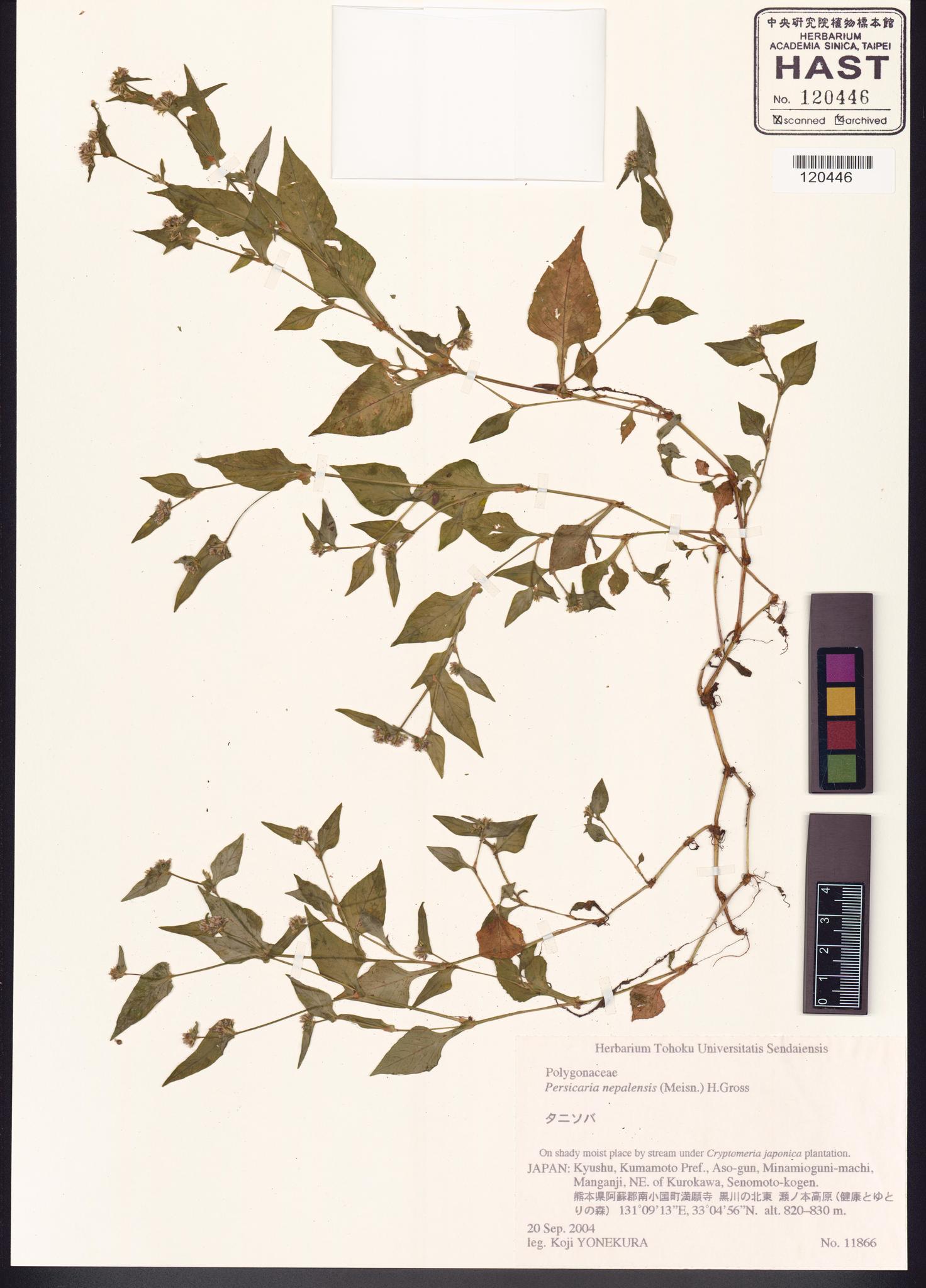 Sample image for viewer