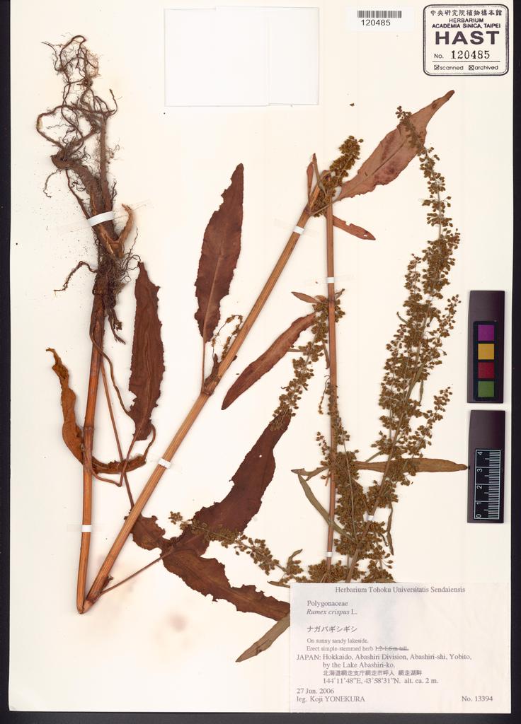 <Unit #122191 Yonekura, Koji |  | 13394:: | Rumex crispus L.>