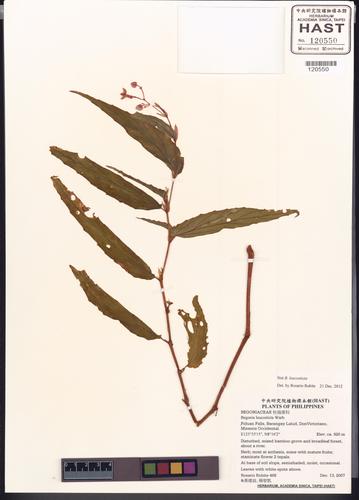 Begonia
