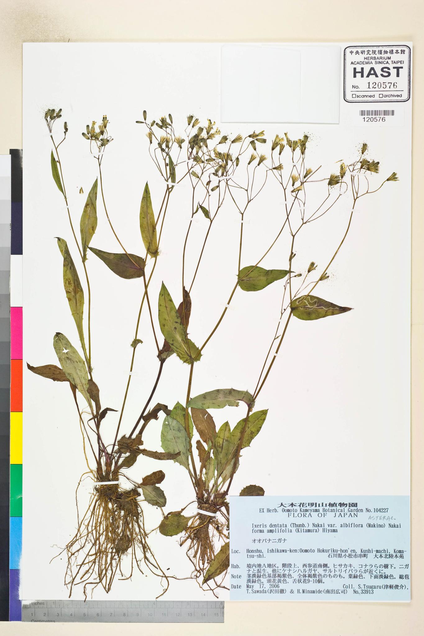 Sample image for viewer