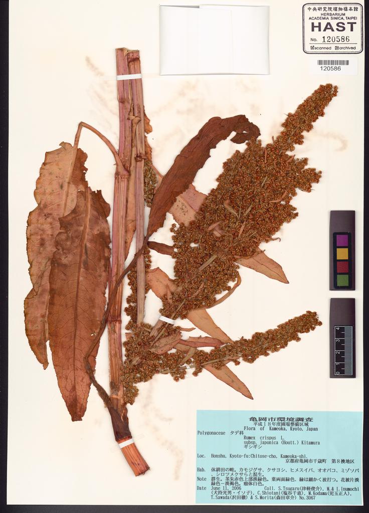 <Unit #122189 Tsugaru, S. | 津軽俊介 | 3067:: | Rumex crispus L.>