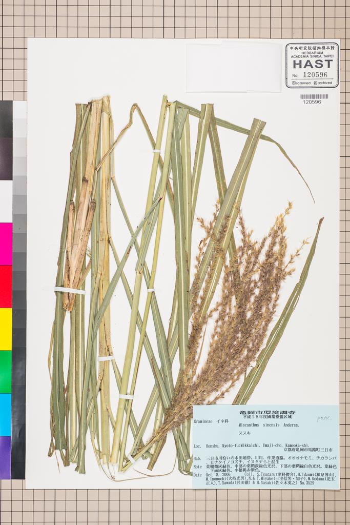 <Unit #111762 Tsugaru, S. | 津軽俊介 | 3529:: | Miscanthus sinensis Andersson>
