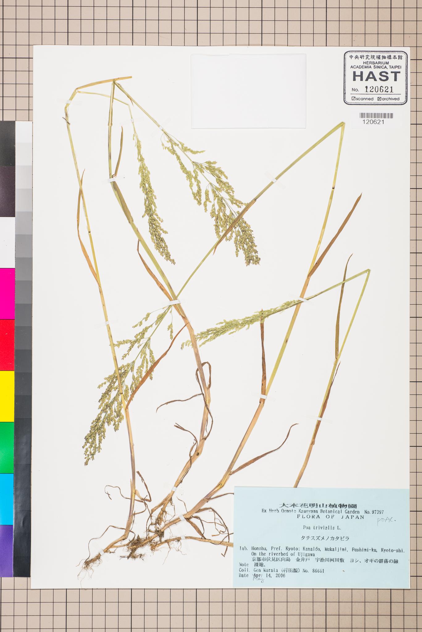 Sample image for viewer