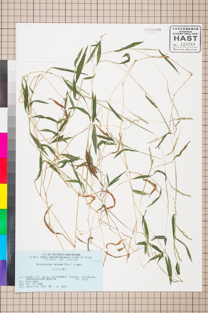 <Unit #111596 Murata, G. |  | 86830:: | Microstegium vimineum (Trin.) A. Camus>