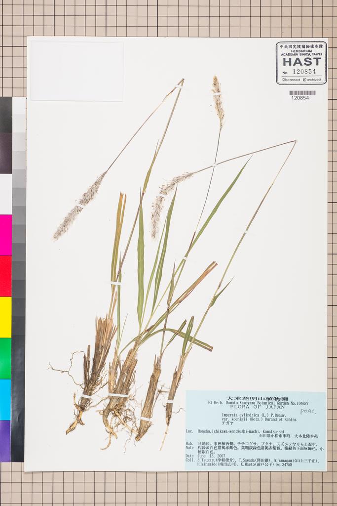 <Unit #115783 Tsugaru, S. | 津軽俊介 | 34758:: | Imperata cylindrica (L.) P. Beauv. var. koenigii (Retz.) Benth. ex Pilg.>