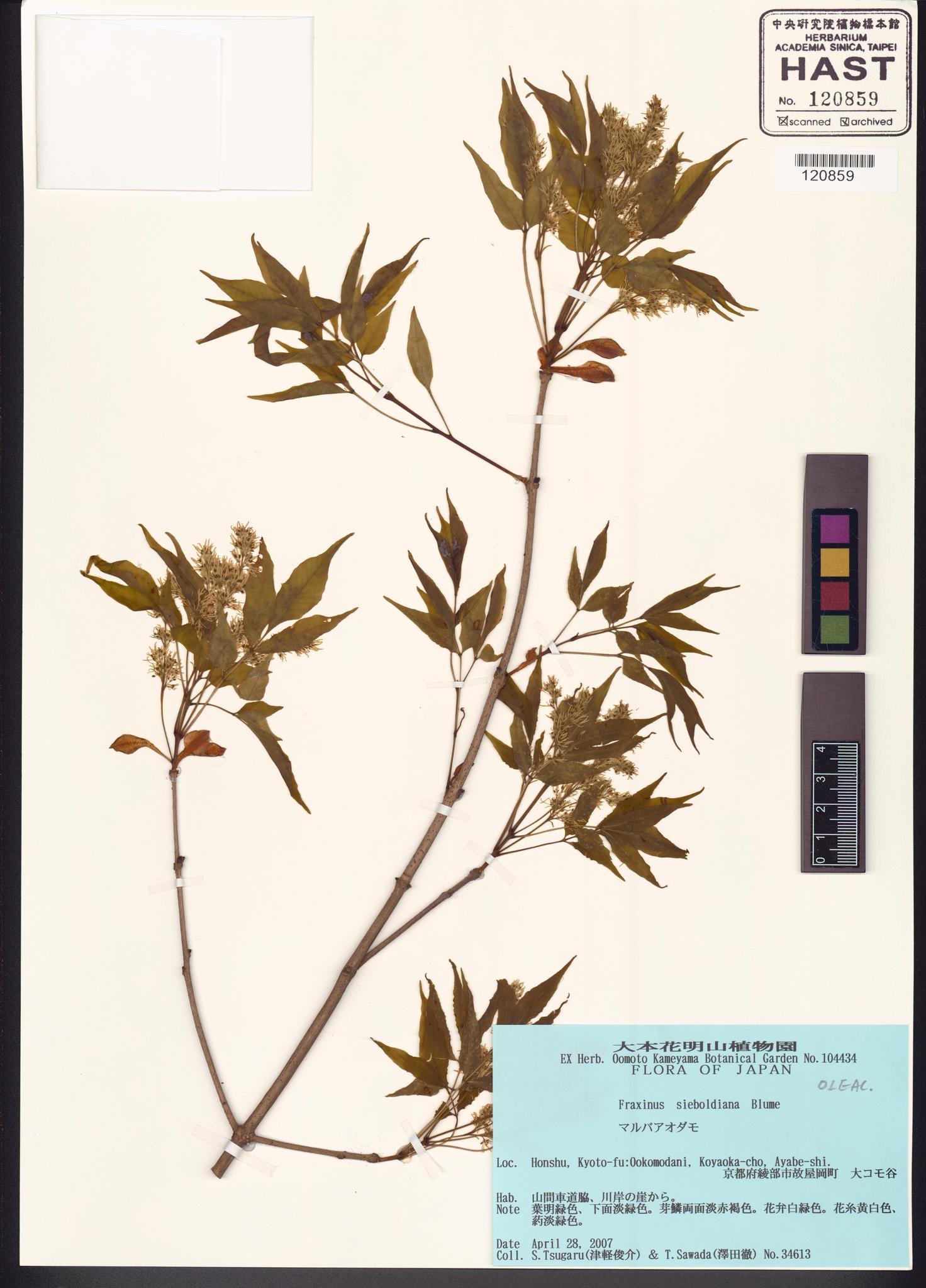 Sample image for viewer