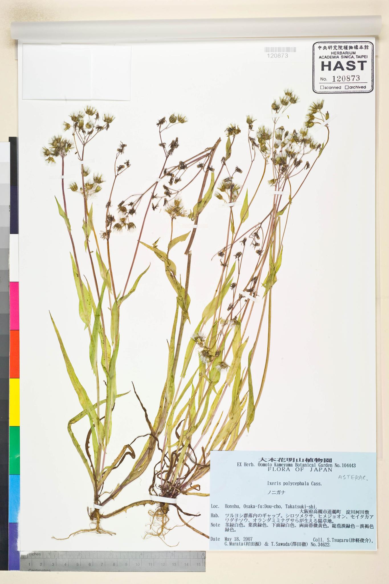 Specimen image