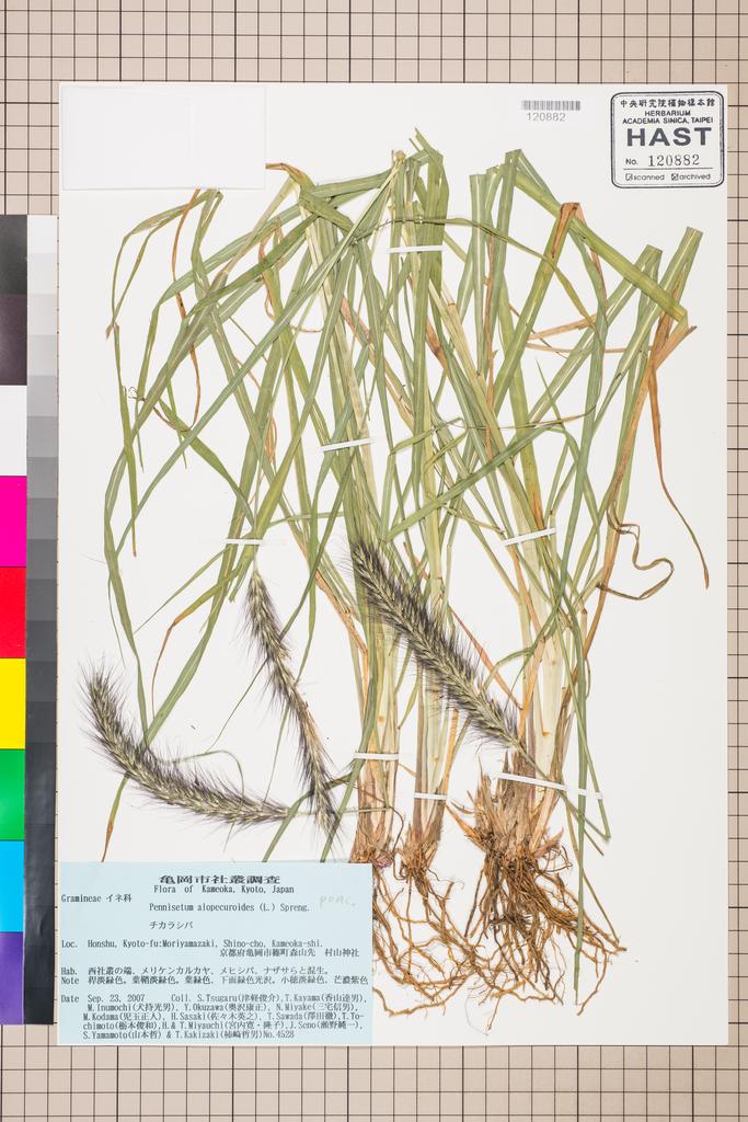 <Unit #112846 Tsugaru, S. | 津軽俊介 | 4528:: | Pennisetum alopecuroides (L.) Spreng.>
