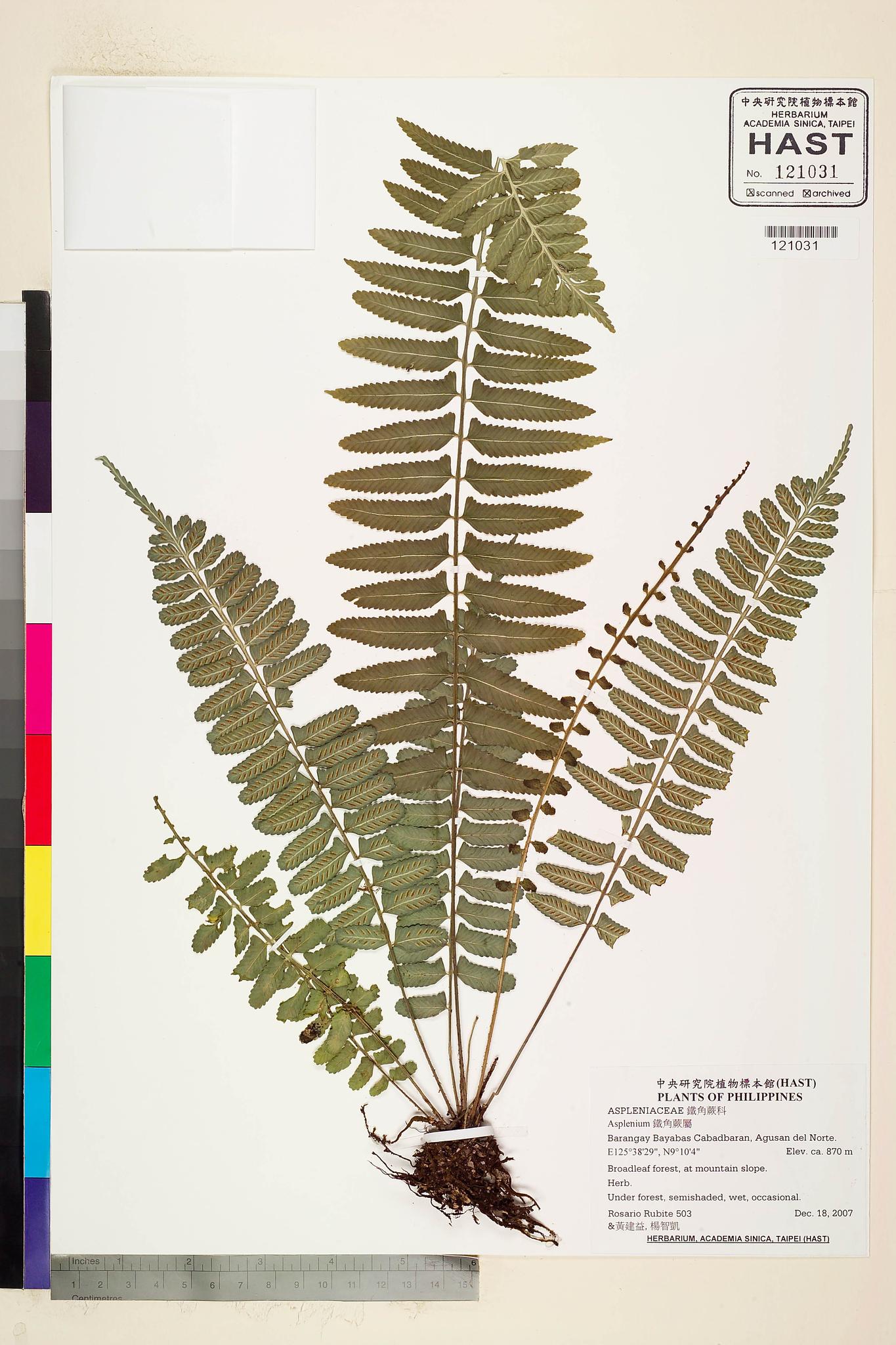 Specimen image