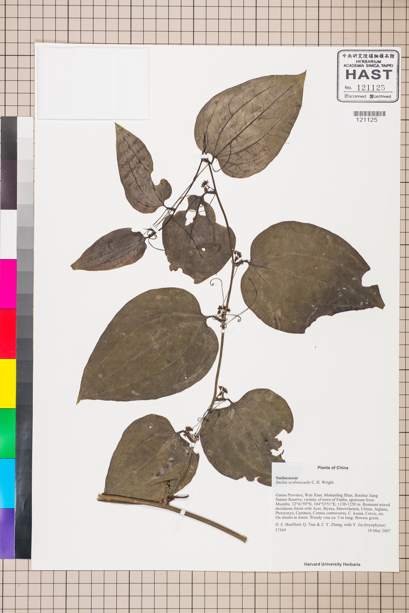 Sample image for viewer