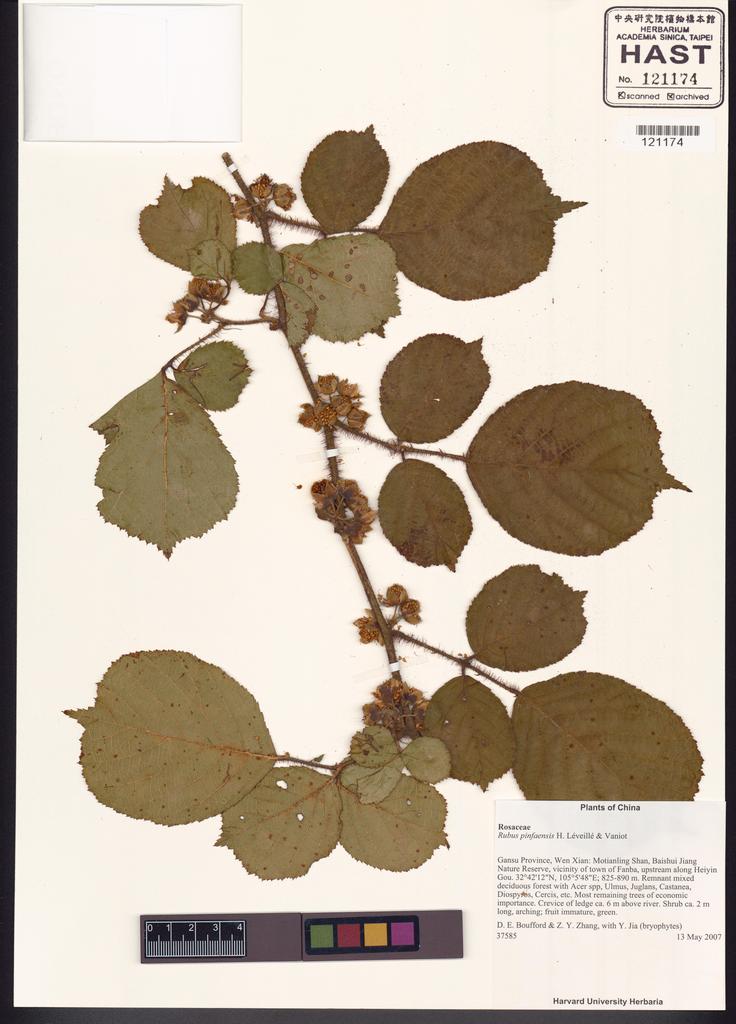 <Unit #110806 Boufford, D. E. |  | 37585:: | Rubus pinfaensis Levl. & Van.>