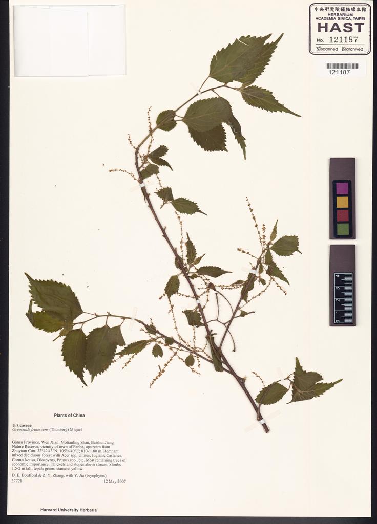 <Unit #100644 Boufford, D. E. |  | 37721:: | Oreocnide frutescens (Thunb.) Miq.>