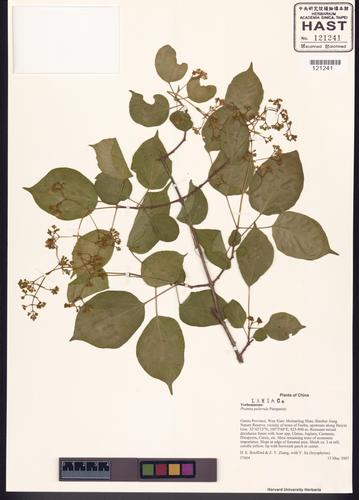 Premna puberula (Premna puberula)