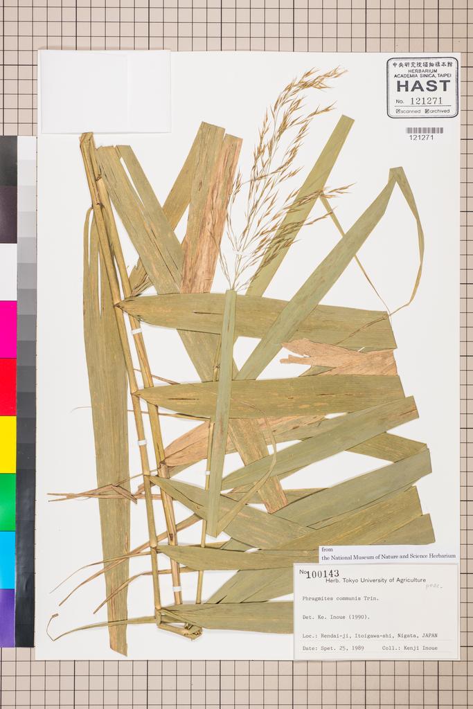 <Unit #113060  | 100143:: | Phragmites communis (L.) Trin.>