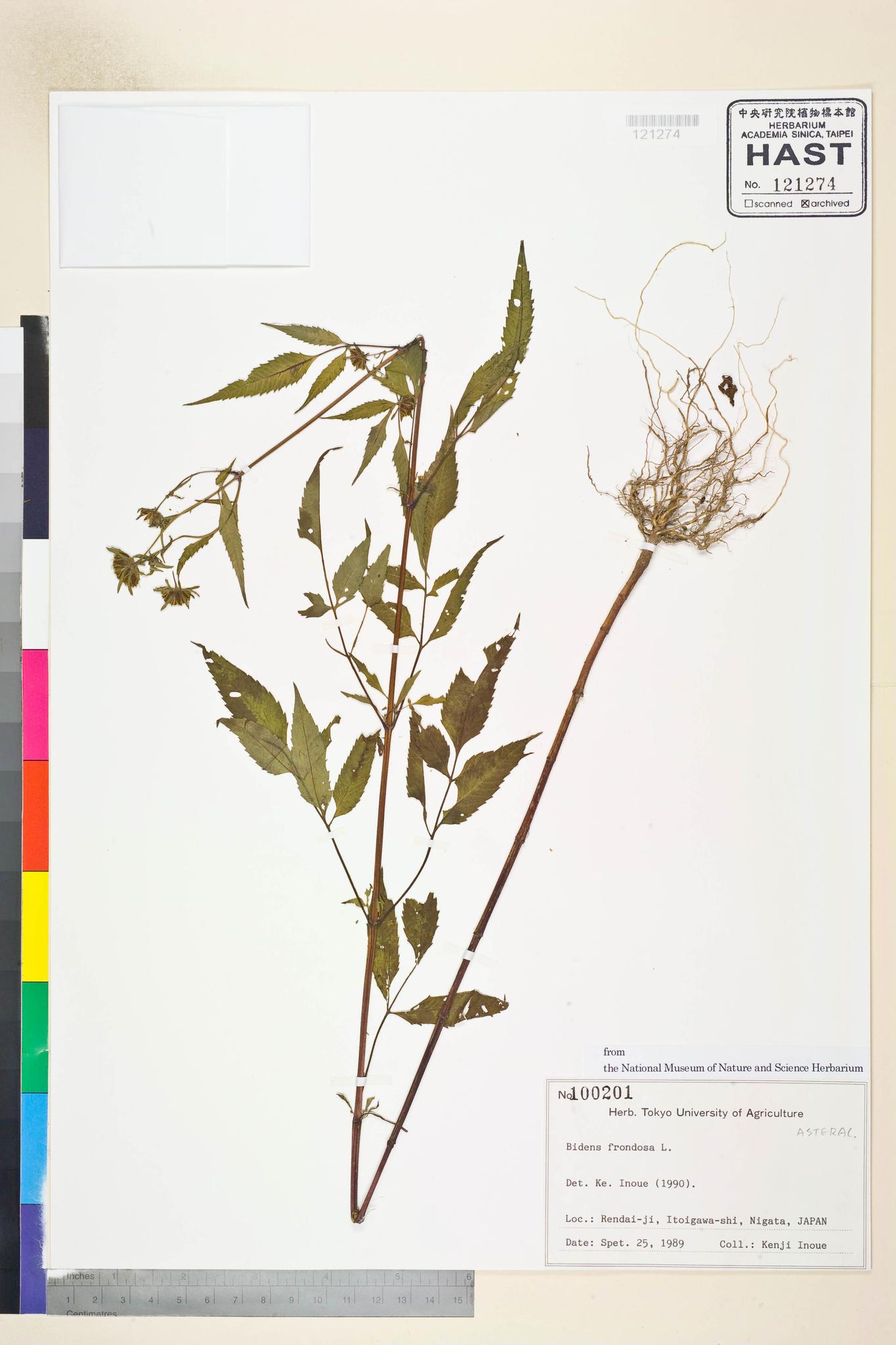 Sample image for viewer