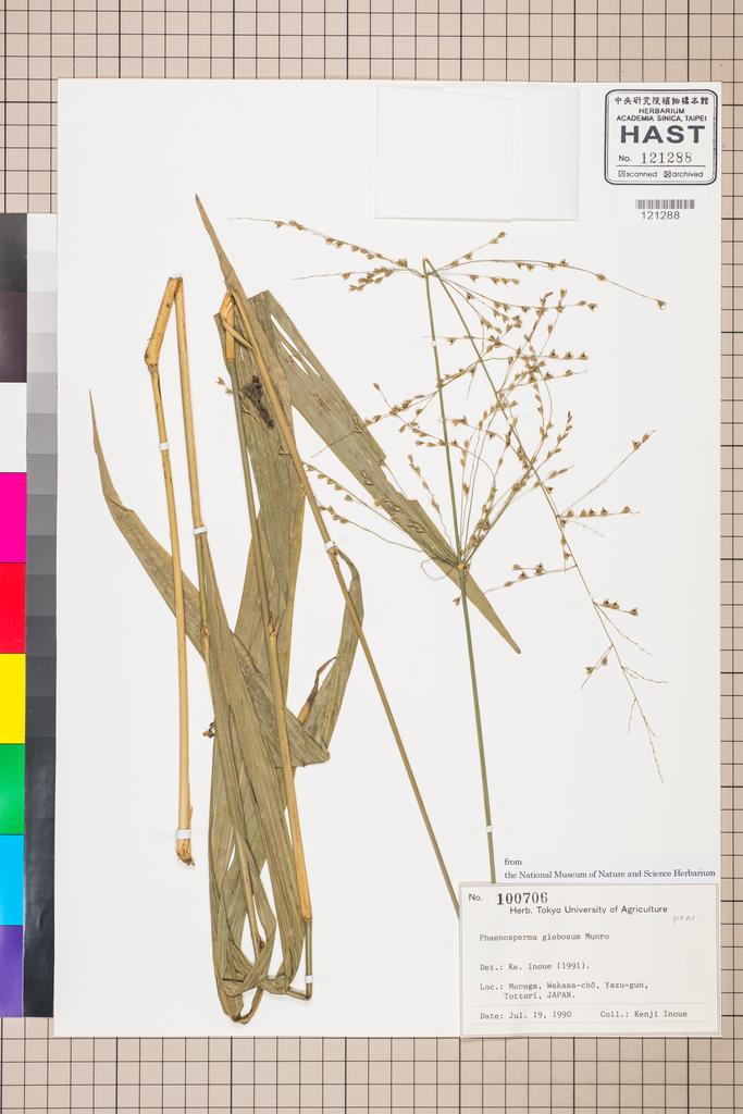 <Unit #112930  | 100706:: | Phaenosperma globosum Munro ex Benth.>