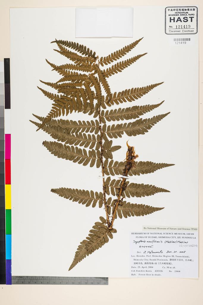 <Unit #128332 Konta, F. | 近田文弘 | 23808:: | Dryopteris uniformis (Makino) Makino>