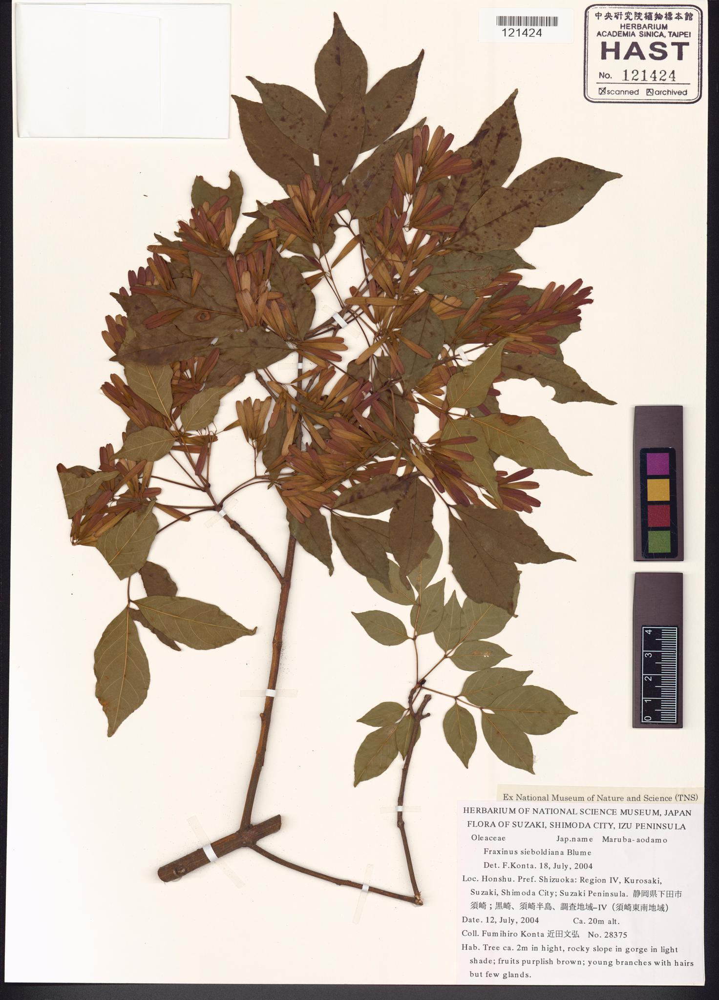 Sample image for viewer