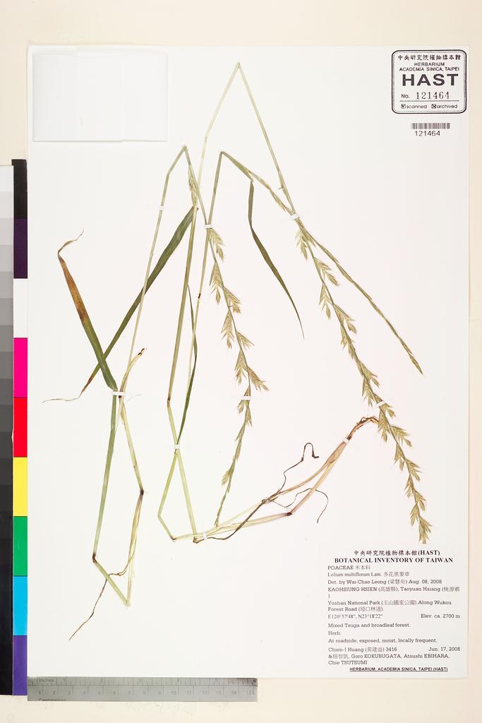 <Unit #77783 Huang, Chien-I | 黃建益 | 3416:: | Lolium multiflorum Lam.>