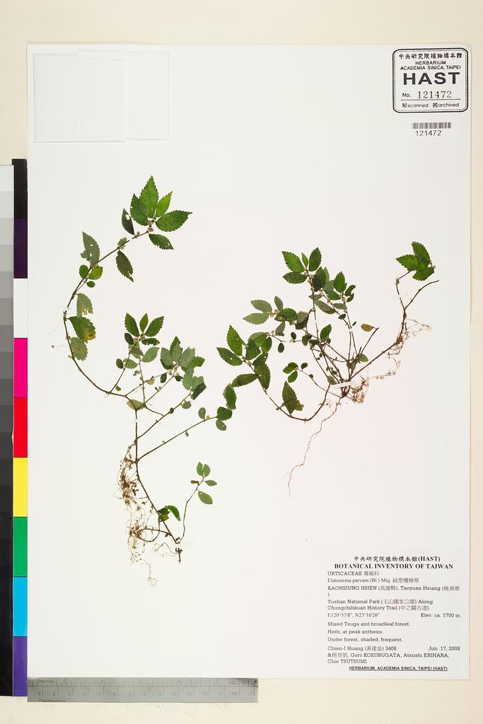 <Unit #77773 Huang, Chien-I | 黃建益 | 3408:: | Elatostema parvum (Bl.) Miq.>