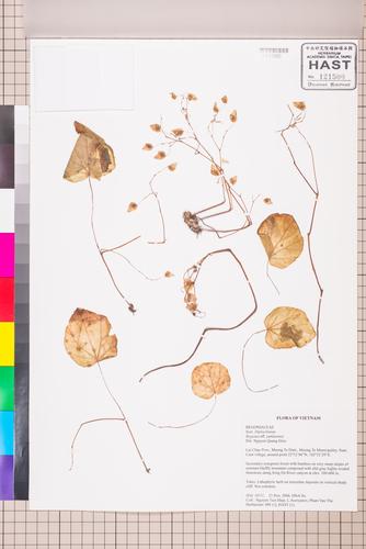 Begonia modestiflora (Begonia modestiflora)