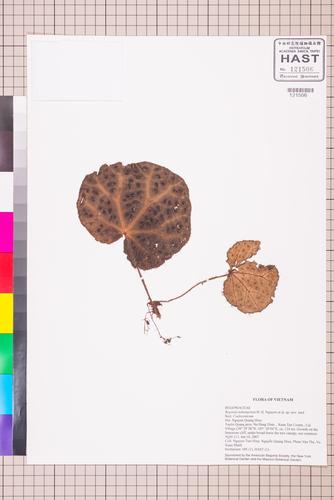 Begonia nahangensis — ảnh 2