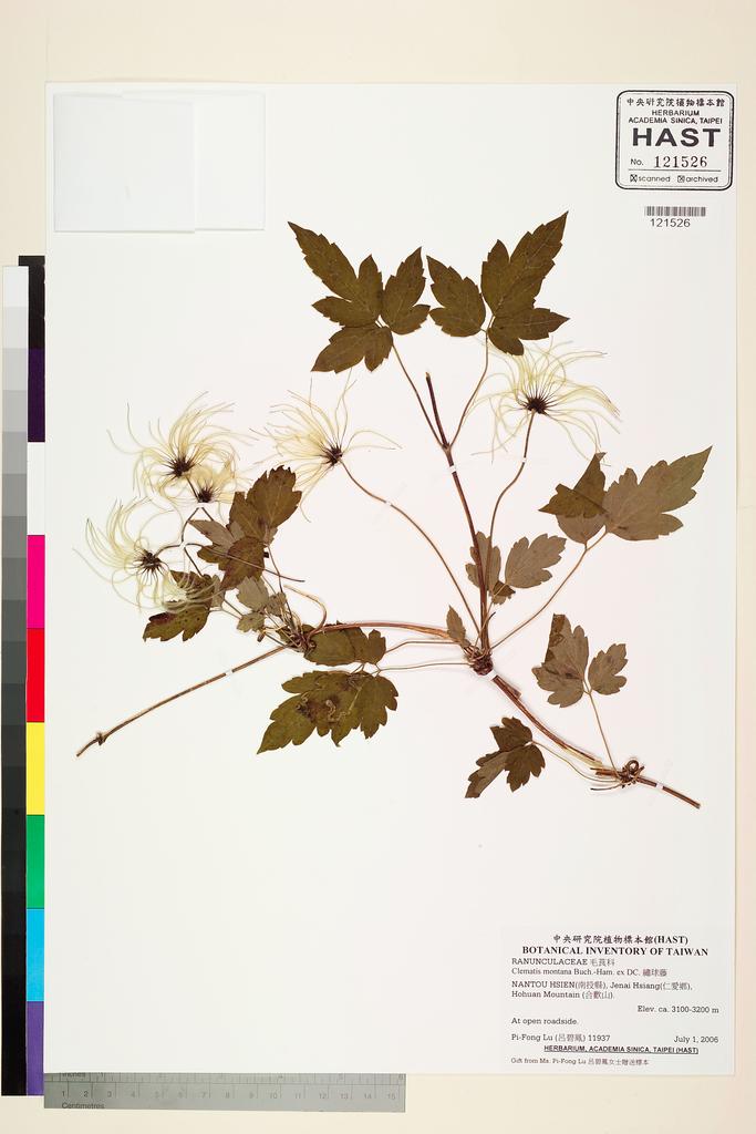 <Unit #79869 Lu, Pi-Fong | 呂碧鳳 | 11937:: | Clematis montana Buch.-Ham. ex DC.>