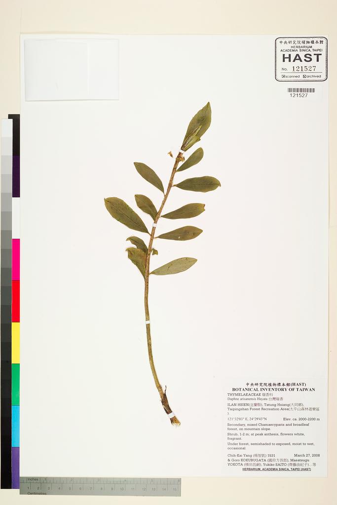 <Unit #76225 Yang, Chih-Kai | 楊智凱 | 1531:: | Daphne arisanensis Hayata>