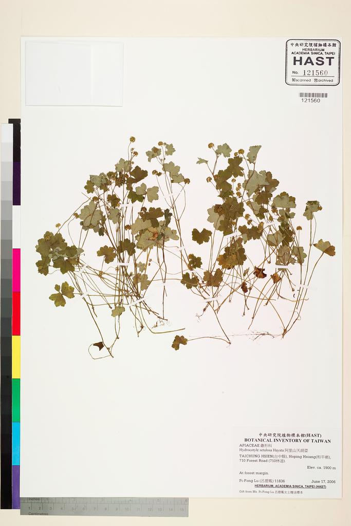 <Unit #79831 Lu, Pi-Fong | 呂碧鳳 | 11836:: | Hydrocotyle setulosa Hayata>