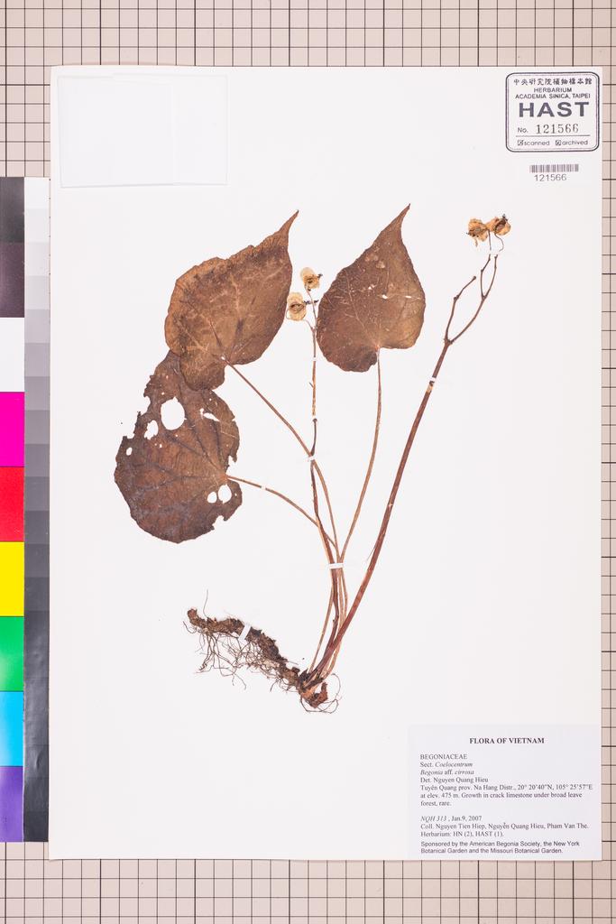 <Unit #130667 NQH | 313:: | Begonia cirrosa L.B.Sm. & Wassh.>